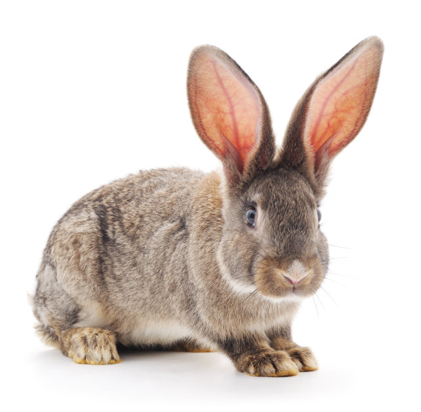 棕色的兔子。图片下载