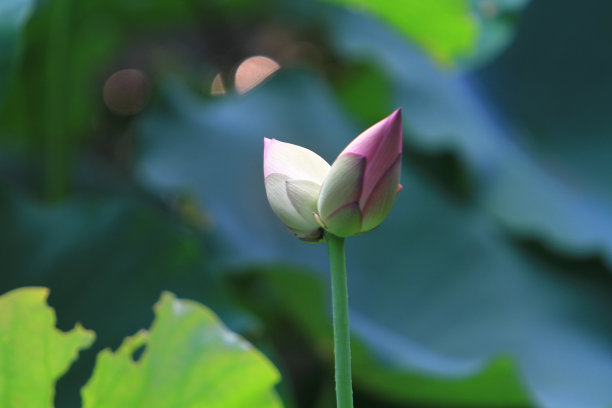 绿色背景下的粉色莲花图片下载