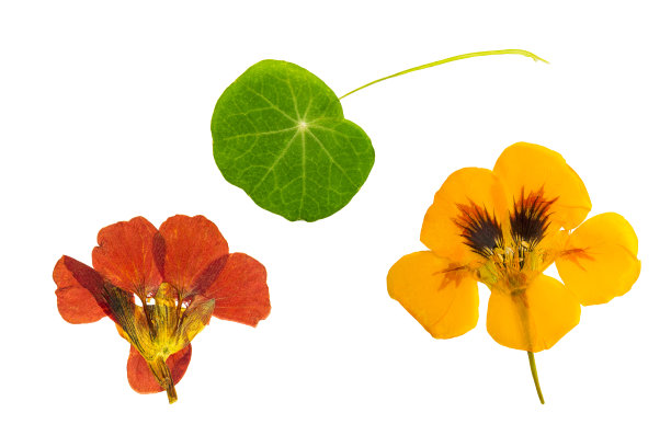 压榨和干燥的棕色，橙花旱金莲。孤立的图片下载