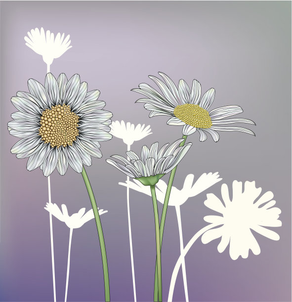 花的白色图片下载