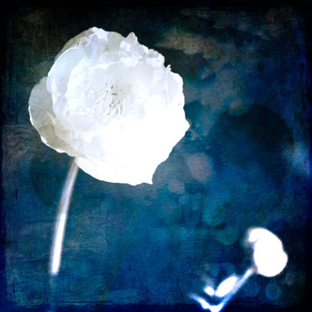 白花蓝图片下载