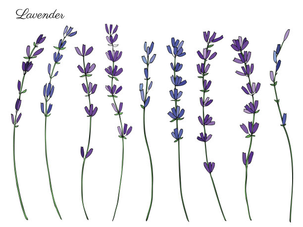 薰衣草花，手绘涂鸦矢量素描孤立在白色，草本复古图形雕刻收集，完美的包装茶叶，天然和有机产品，医药，彩色插图素材图片