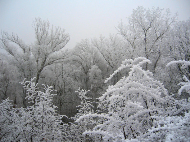 冰冻的森林图片下载