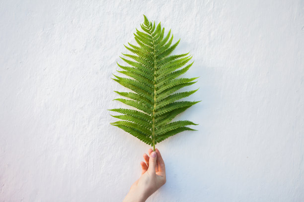 手捧着嫩蕨叶图片下载