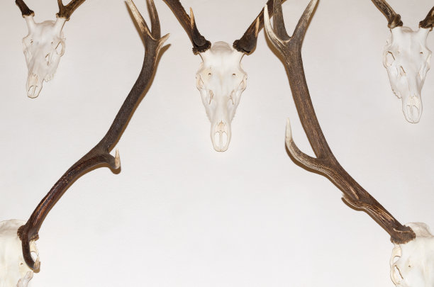 鹿茸的奖杯图片下载