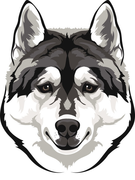 西伯利亚哈士奇犬品种的首领图片下载