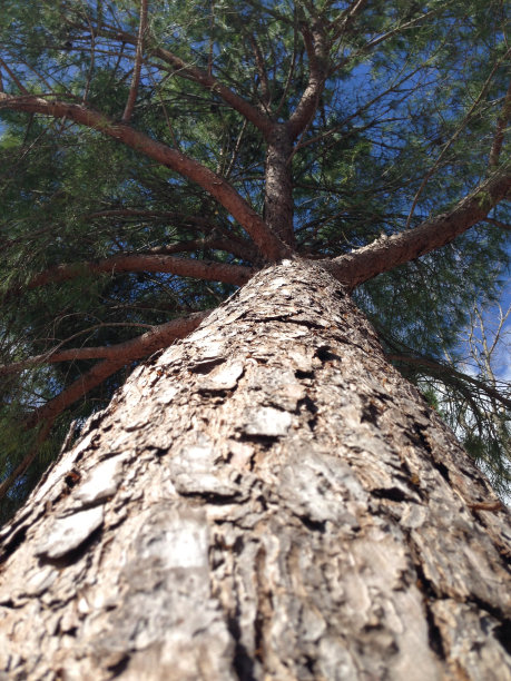 大松树图片下载