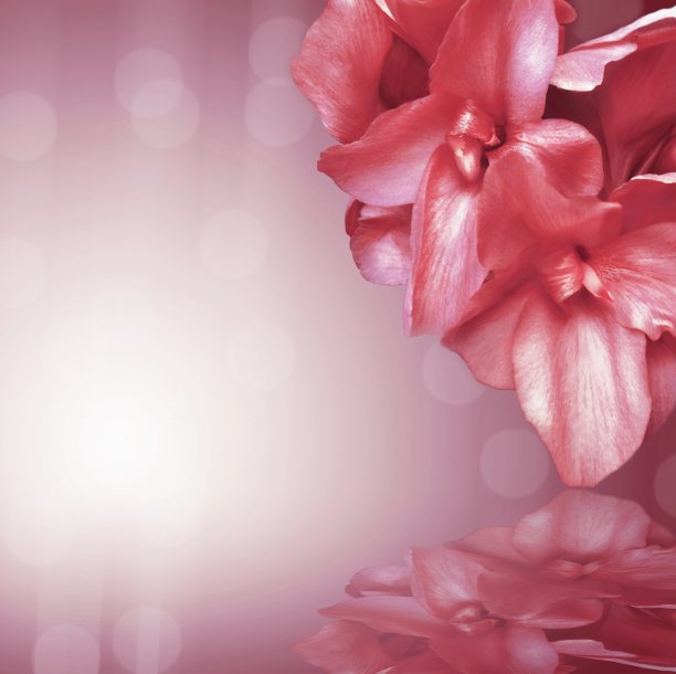 美丽的花朵图片下载