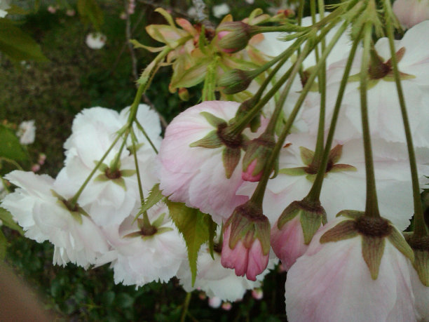 白色的花图片下载