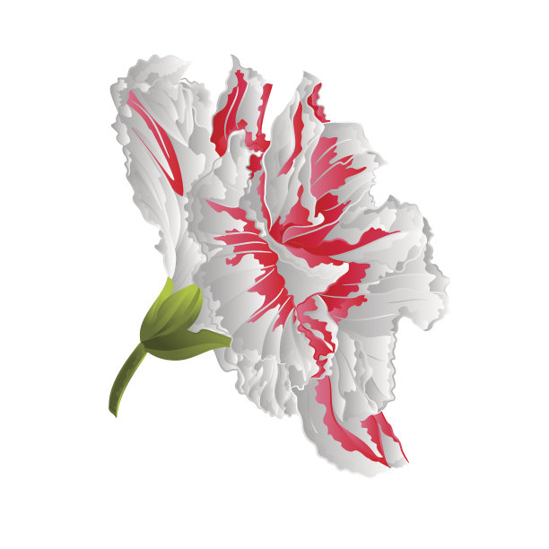 芙蓉白向量图片下载