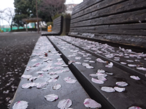 ベンチ　桜　雨上がり图片下载