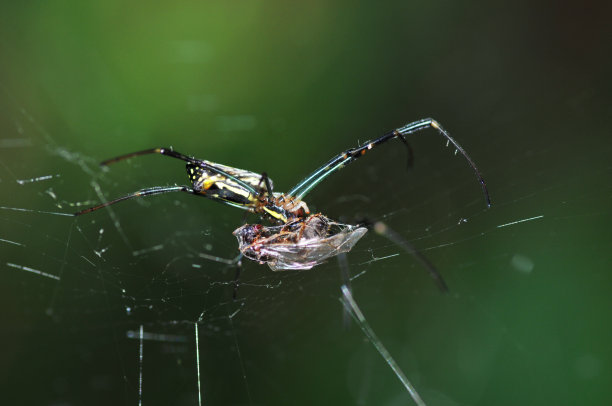 蜘蛛的捕食图片下载