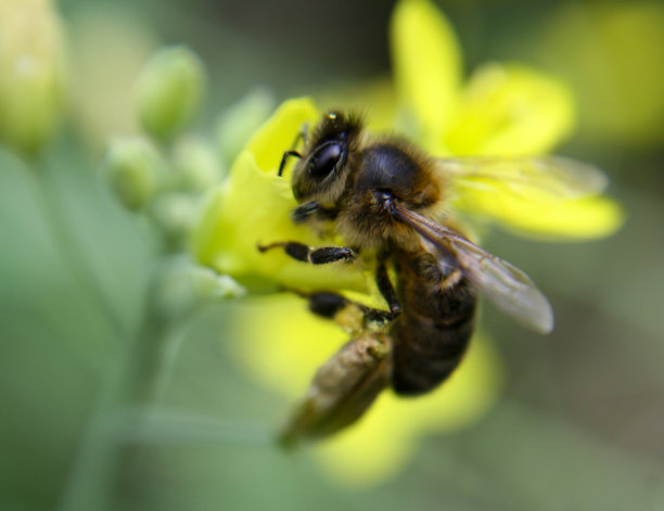 大黄蜂在黄色的火箭花上图片下载
