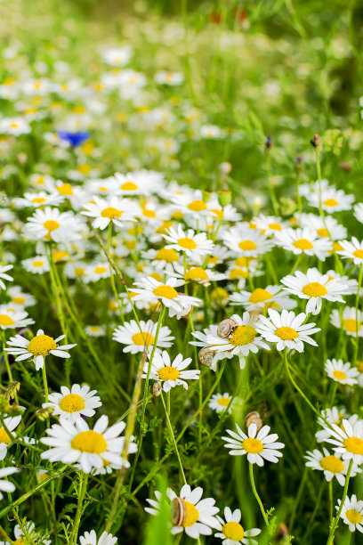 野生洋甘菊图片下载