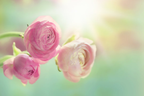 粉红色的毛茛属植物素材图片