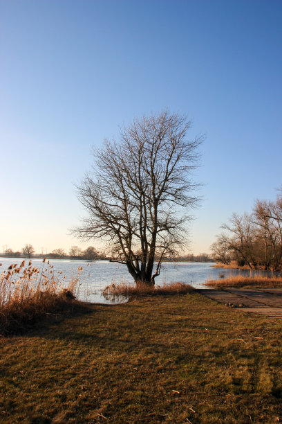 水边的树图片下载