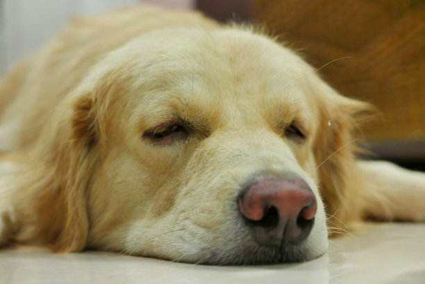 瞌睡脸金毛猎犬图片下载