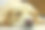 瞌睡脸金毛猎犬图片下载
