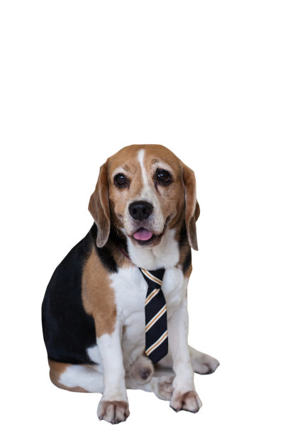 小猎犬号图片下载