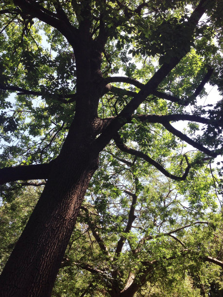 在树荫下的大树枝下图片下载