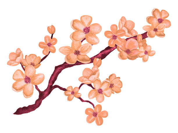 水彩枝头绽放樱花，樱花树上满是鲜花素材图片
