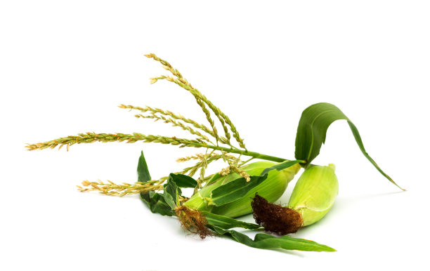 白色背景上的烤玉米图片下载