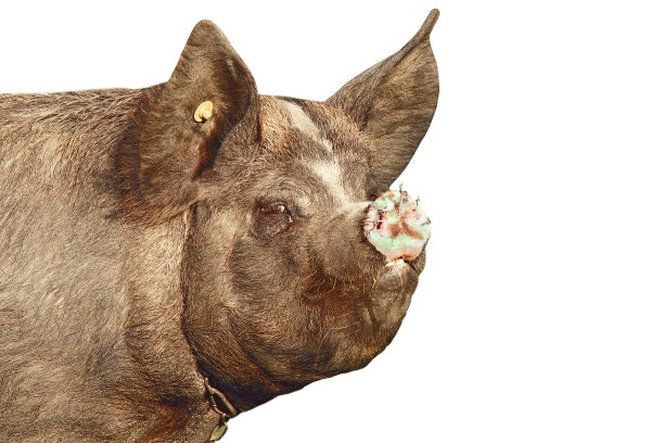 一只肮脏的猪的孤立肖像图片下载