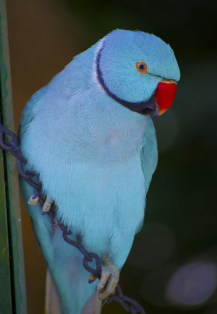 蓝色的澳洲鹦鹉图片下载