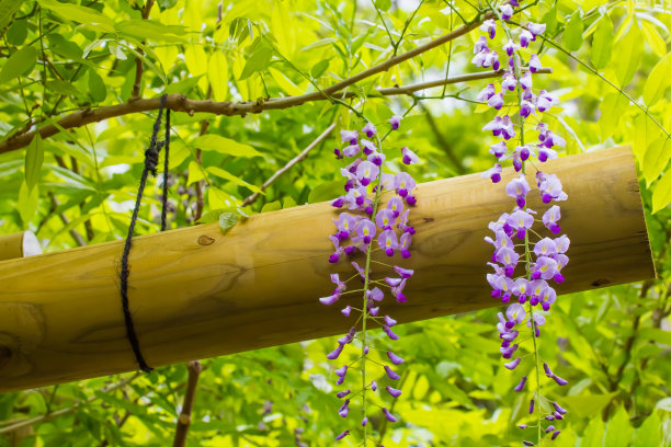 紫藤格子。图片下载