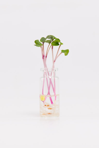 把豆芽放在玻璃罐里图片下载