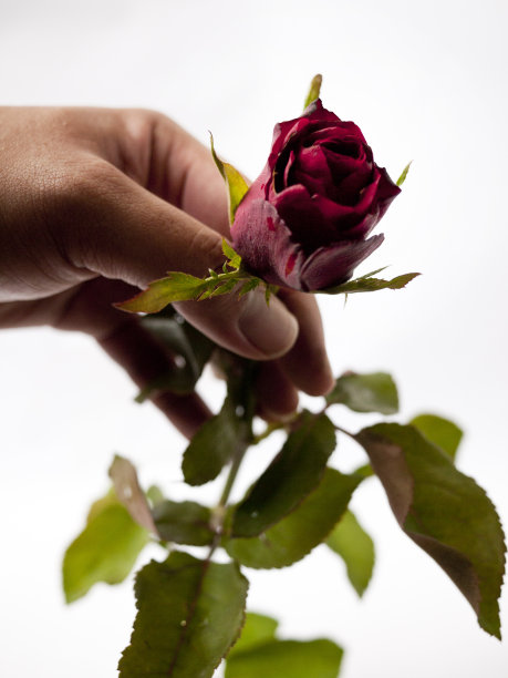 左手捧着红玫瑰图片下载