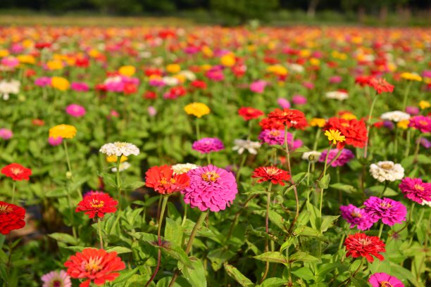 Zinnia花图片下载