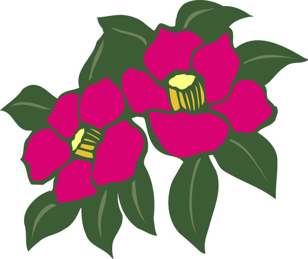 茨巴基图片下载