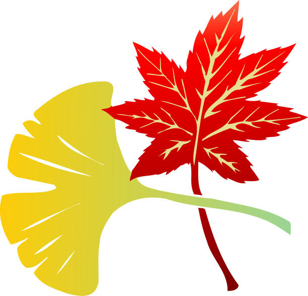 枫和银杏图片下载