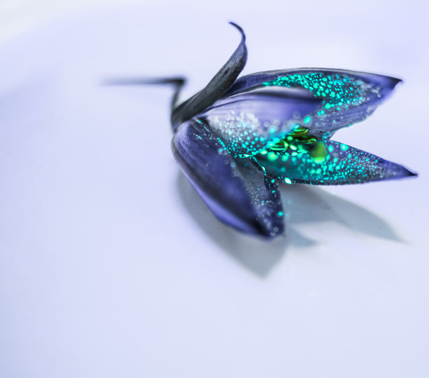 发光的莉莉图片下载