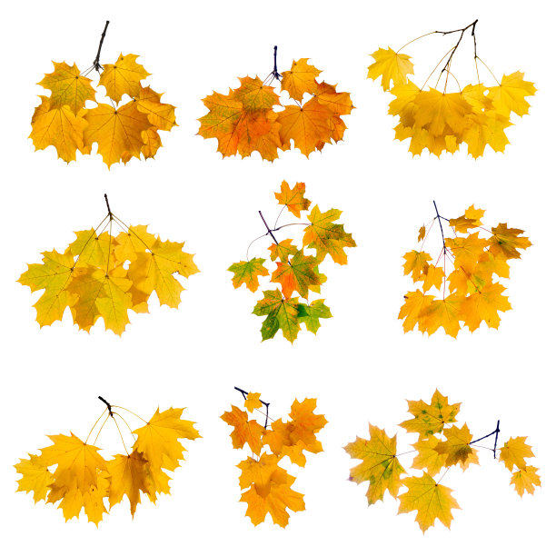 秋叶。图片下载