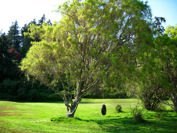 院子里图片下载