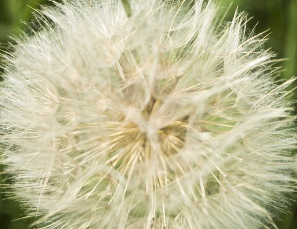 蒲公英图片下载