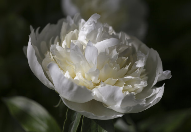 普菲斯特罗斯图片下载