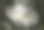 普菲斯特罗斯图片下载