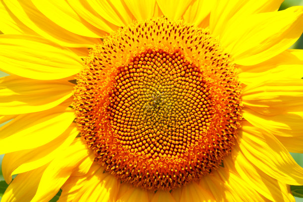 向日葵特写镜头。图片下载