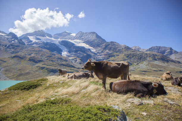 高山中的牛图片下载
