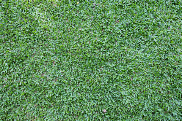 美丽的绿草纹理图片下载