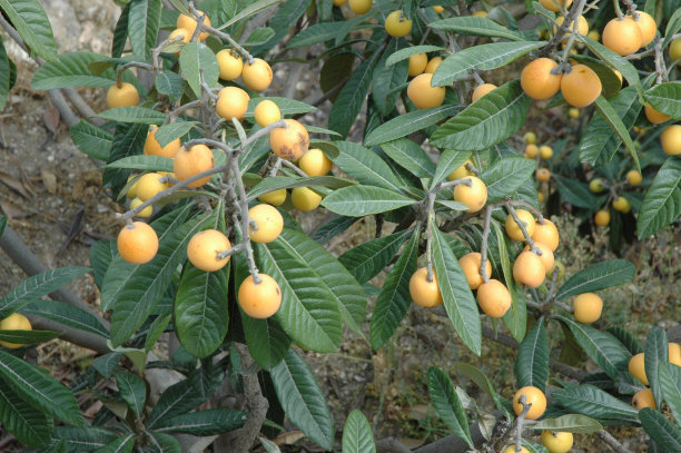 树上黄色的槲寄生——西班牙图片下载