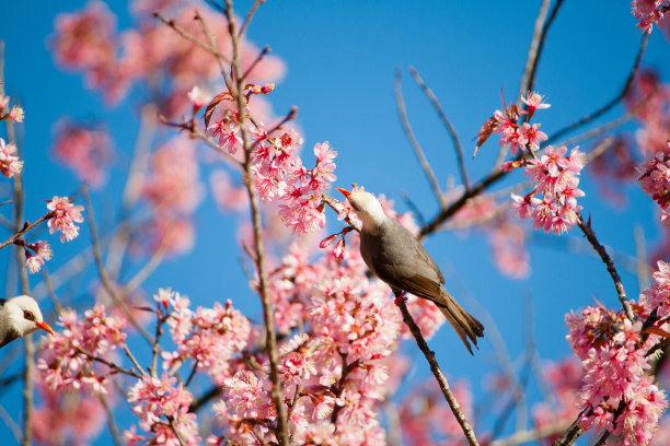鸟类在野生喜马拉雅樱桃背景图片下载