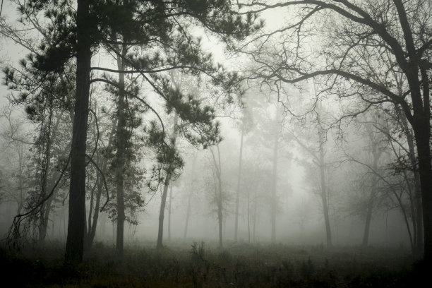 树木和雾图片下载
