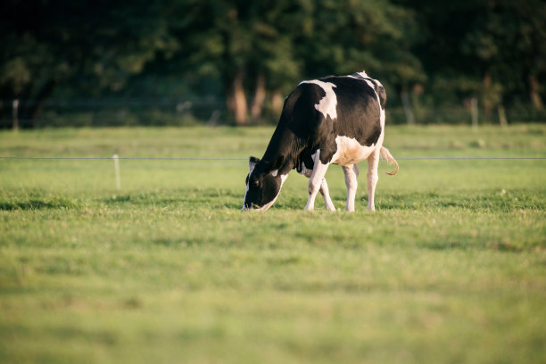 一头奶牛在草地上吃草。图片下载