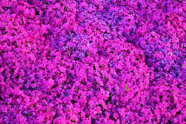 粉红色的杜鹃花图片下载