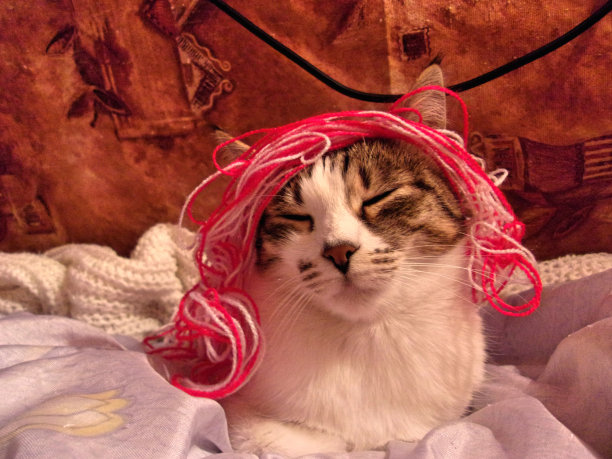 戴着彩色假发的有趣的猫图片下载