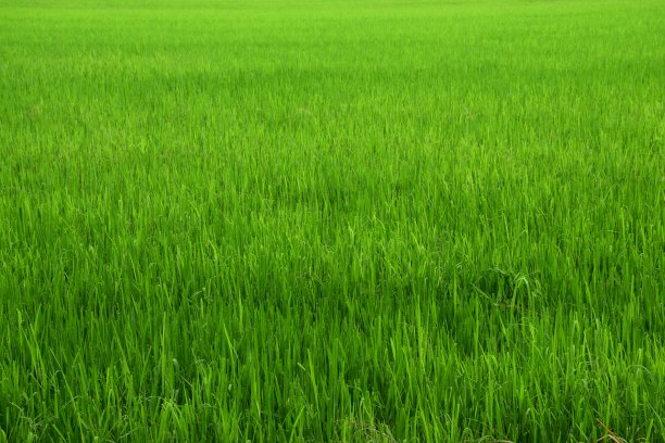 玉米田图片下载